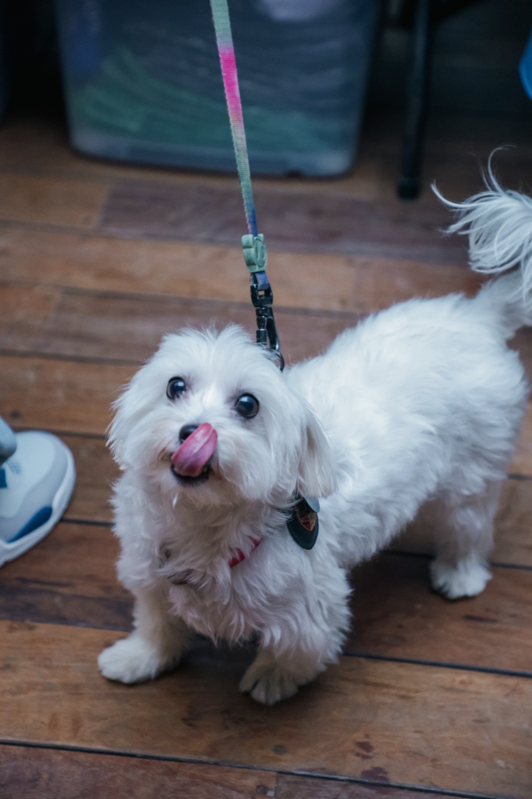 A small white dog on a lead with its tongue out.